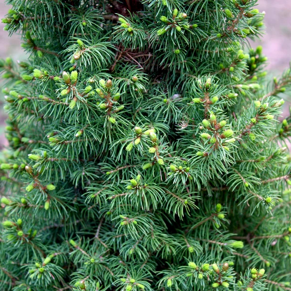 Bela smreka 'December' PBR (≈50 cm) - Picea glauca - slika 2
