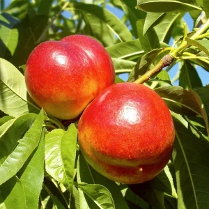 Nektarina - Maria Carla