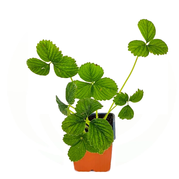 Jagode celoletne - ‘Snow White‘ (v loncu) - slika 2