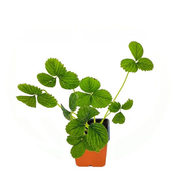 Jagoda mjesečarka – ‘Snow White‘ (kontejner) - Slika 2