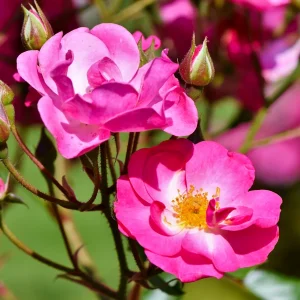 Vrtnica ‘Magical Delight’® (v loncu)