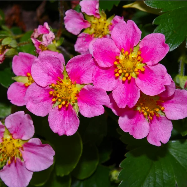 Jagode celoletne – ‘Pink Extara‘ (v loncu) - slika 6