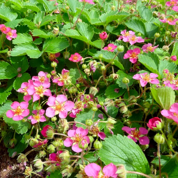 Jagode celoletne – ‘Pink Extara‘ (v loncu) - slika 5