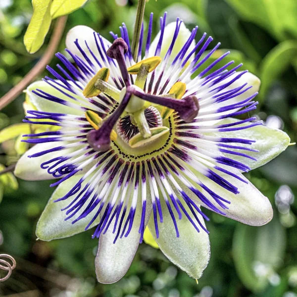 Pasijonka - Passiflora caerulea (v loncu)