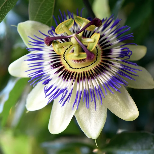 Pasijonka - Passiflora caerulea (v loncu) - slika 3