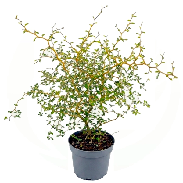 Pritlikava sofora ‘Little Baby’ (≈40 cm) – Sophora prostrata (kontejner) - slika 2