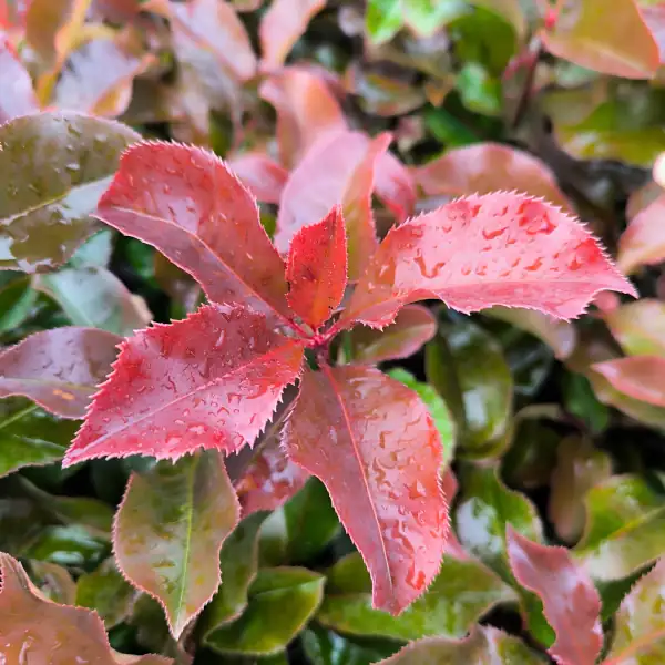 Fotinija 'Magical Volcano' (≈40 cm) - Photinia x fraseri (v loncu)