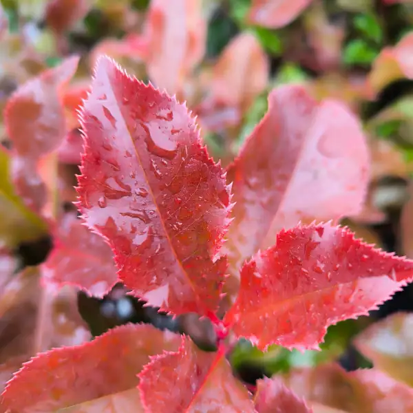 Fotinija 'Magical Volcano' (≈40 cm) - Photinia x fraseri (v loncu) - slika 3