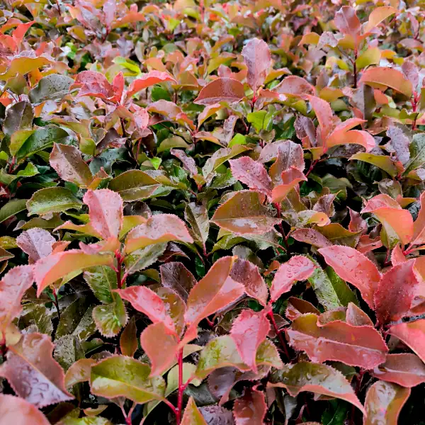 Fotinija 'Magical Volcano' (≈40 cm) - Photinia x fraseri (v loncu) - slika 4