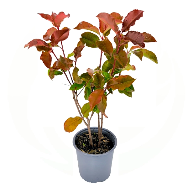 Fotinija 'Magical Volcano' (≈40 cm) - Photinia x fraseri (v loncu) - slika 2