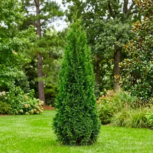 Orjaški klek 'Excelsa' - Thuja plicata (v loncu)