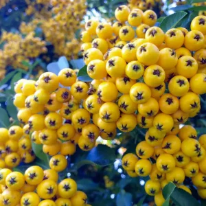 Ognjeni trn 'Soleil d'Or' - Pyracantha coccinea (v loncu)