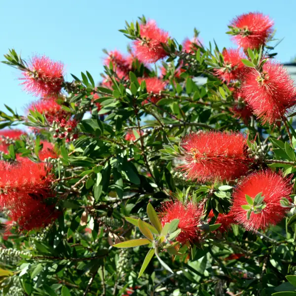 Četkovac 'Red Rocket' - Callistemon hybrid (kontejner) - Slika 3