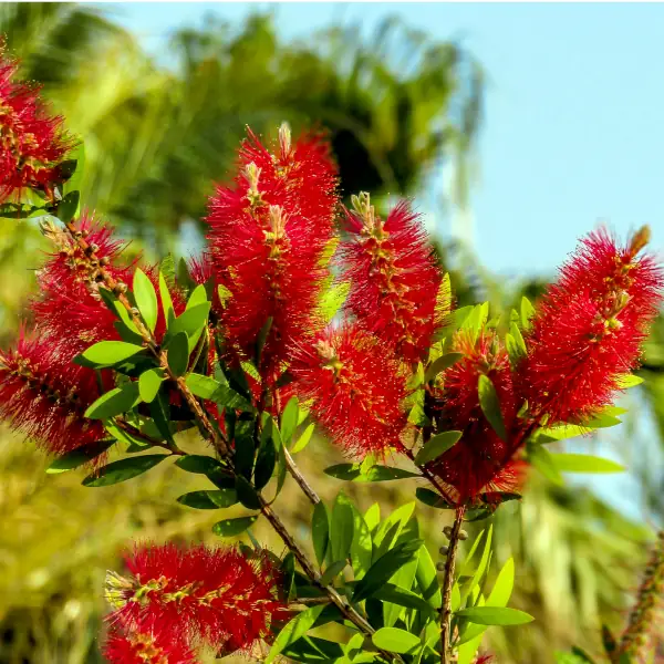 Četkovac 'Red Rocket' - Callistemon hybrid (kontejner)