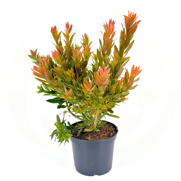 Četkovac 'Red Rocket' - Callistemon hybrid (kontejner) - Slika 2